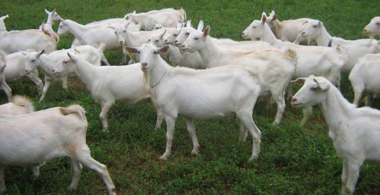 马头山羊——亚洲首选肉用山羊品种-郧西县马头羊种羊场官方网站